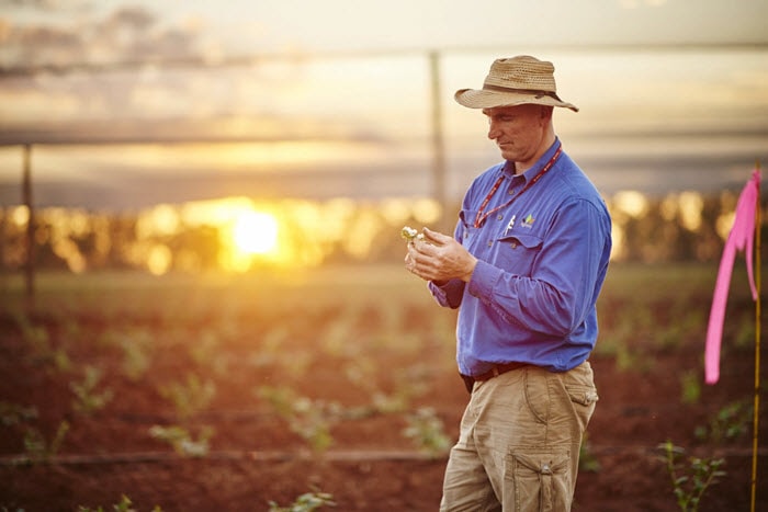 Blueberries in Mundubbera