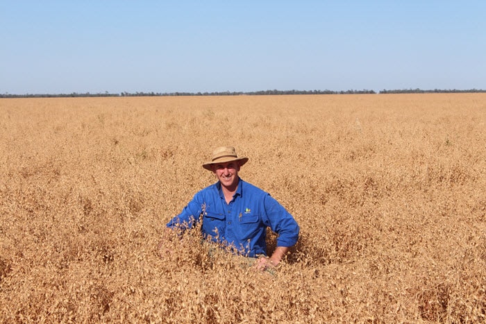 In the chickpeas