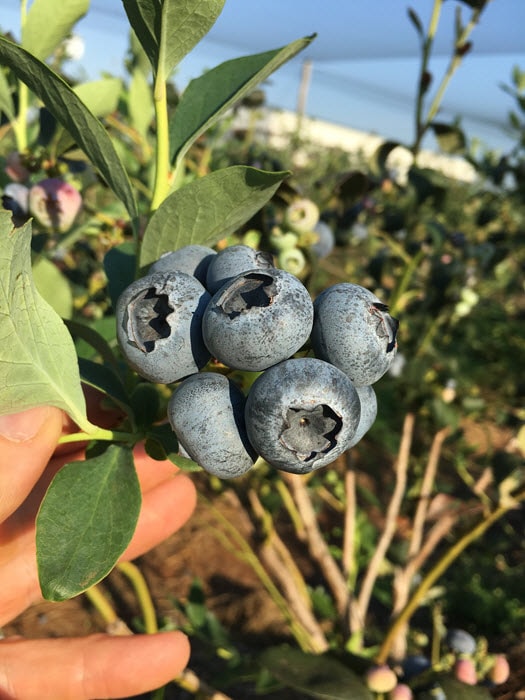 Ripe blueberries