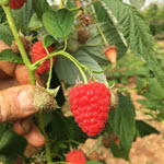 berry production consulting