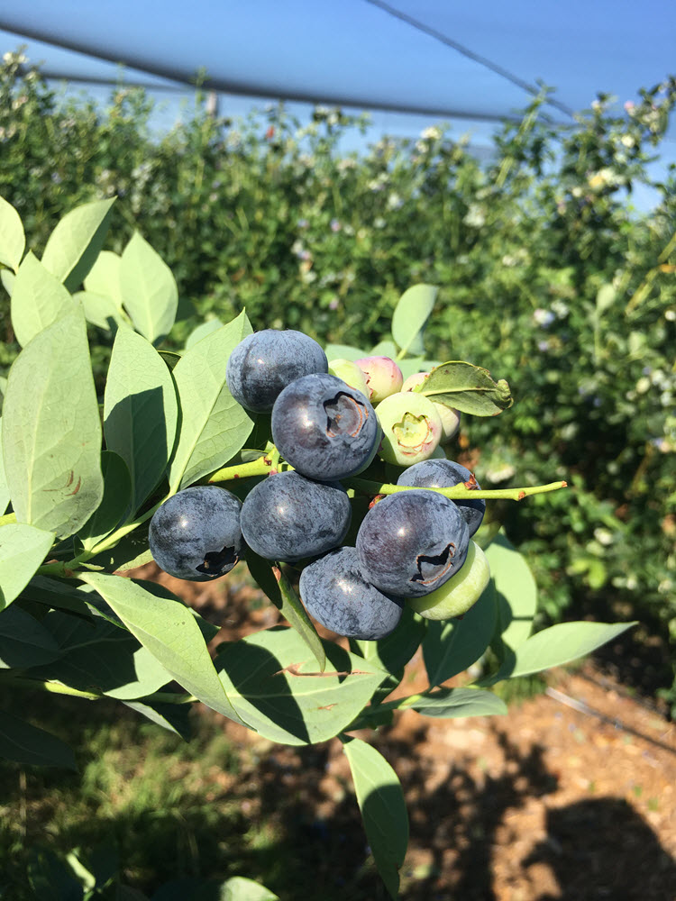 Blueberries ripening