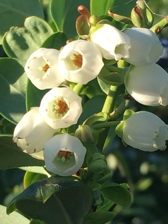 Blueberry flowers