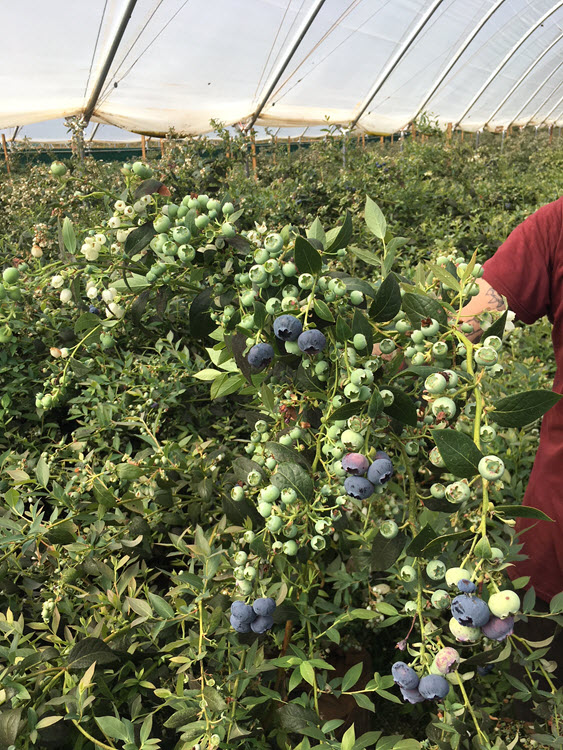 High yielding blueberry plants