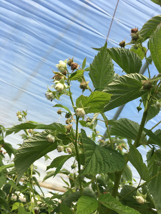 Raspberry plants flowering